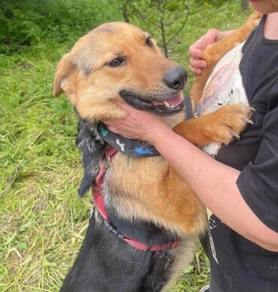 Persy, Schäferhundfreunde aufgepasst