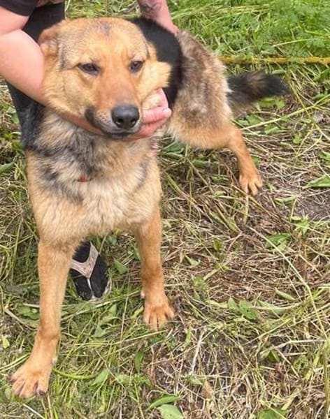 Persy, Schäferhundfreunde aufgepasst