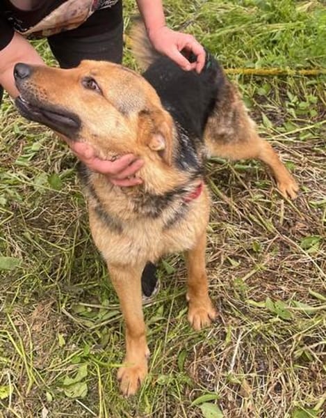 Persy, Schäferhundfreunde aufgepasst