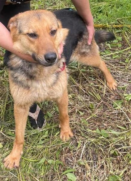 Persy, Schäferhundfreunde aufgepasst