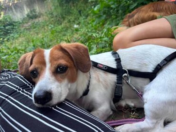 Süße Sally🌺 sucht liebevolles Zuhause