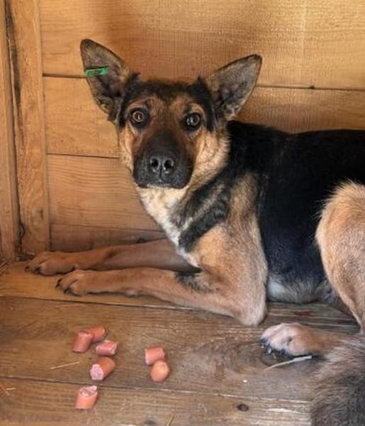 ängstliche ROMY sucht geduldige Menschen