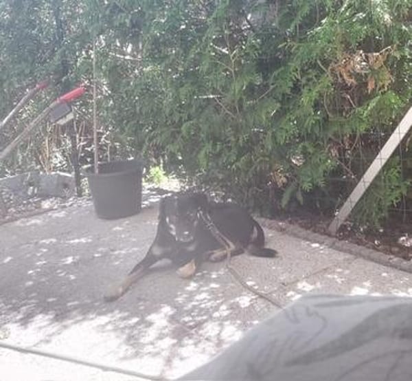 Zicco; Seelchen in Not