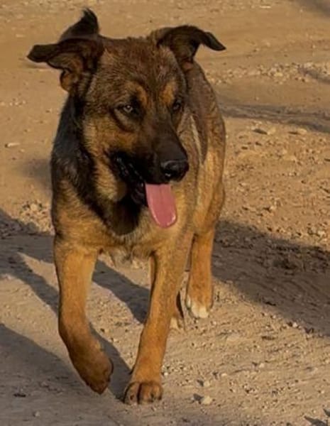 Zauberhafter Sirius wurde ausgesetzt!