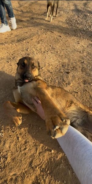 Zauberhafter Sirius wurde ausgesetzt!