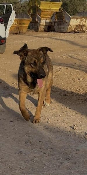 Zauberhafter Sirius wurde ausgesetzt!