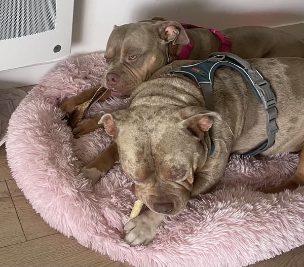 BLYSSE - ADOPTION DUO avec BULMA