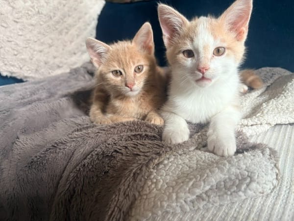 CARAMEL