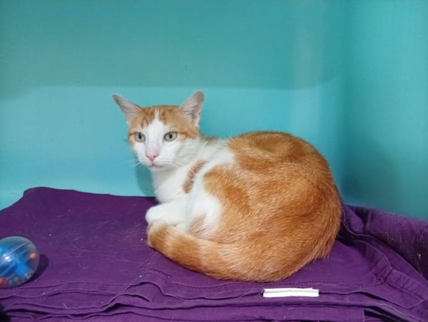 PERRY (en cours d'adoption)