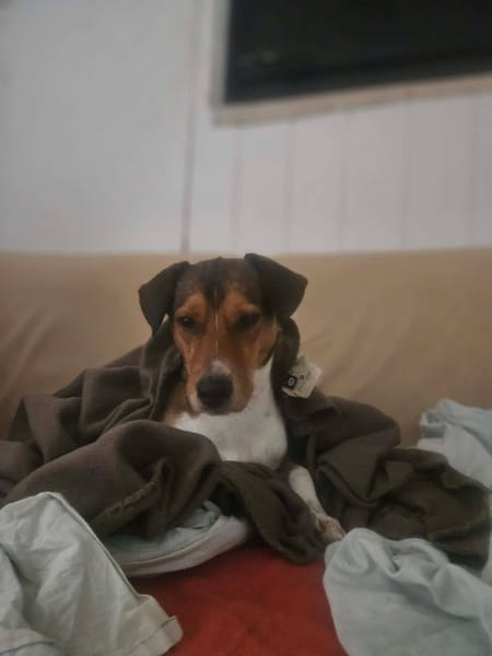GIPSY CROISE FOX TERRIER