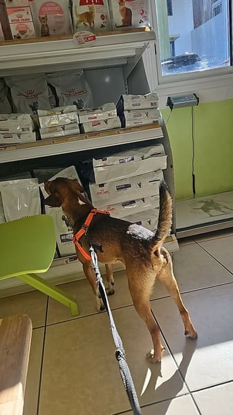 GIPSY CROISE FOX TERRIER