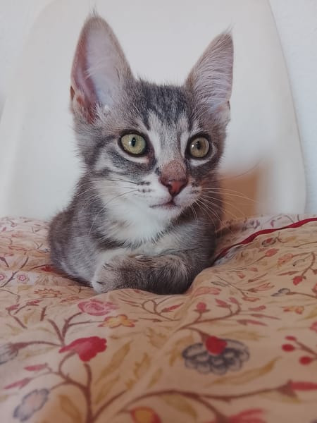 Gizmo