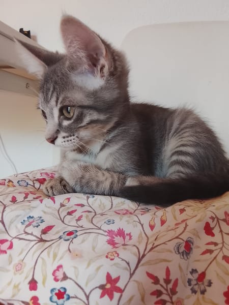 Gizmo