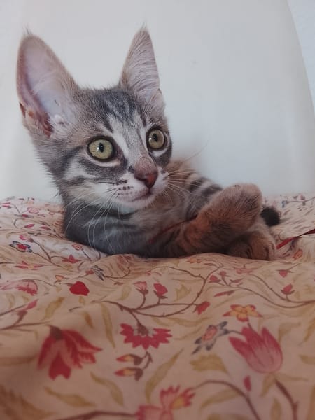 Gizmo