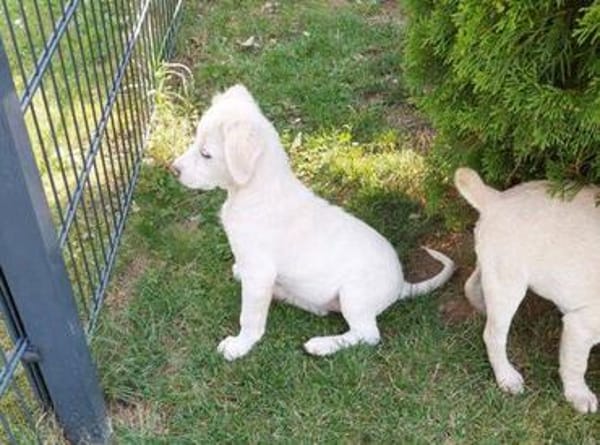 Baby WILLOW