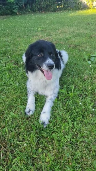 Border Collie Muki sucht seine Familie
