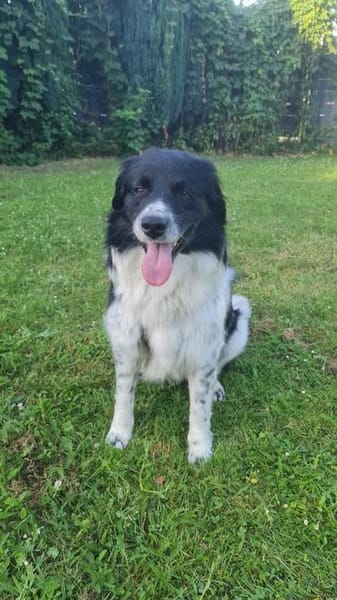Border Collie Muki sucht seine Familie