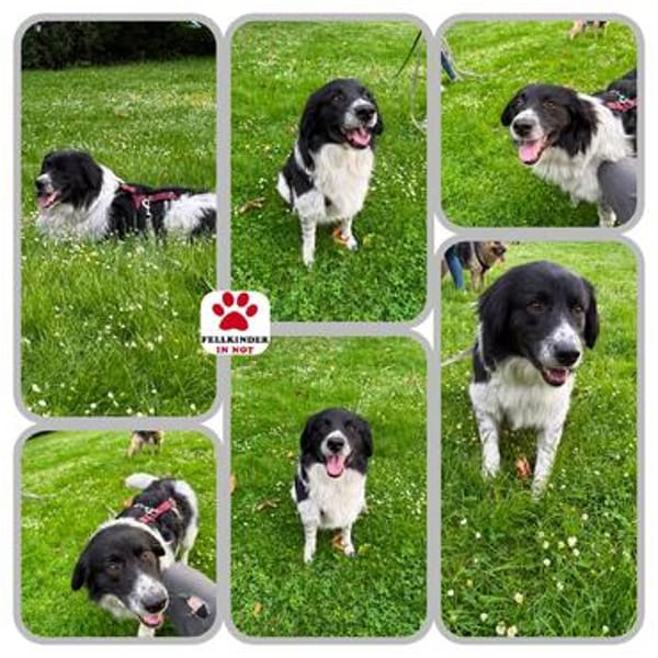 Border Collie Muki sucht seine Familie