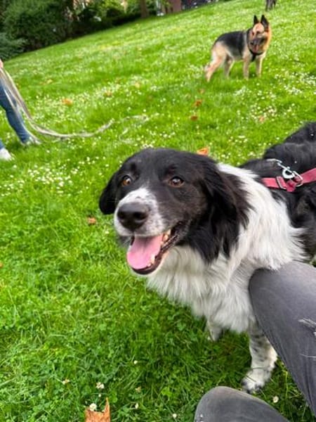 Border Collie Muki sucht seine Familie