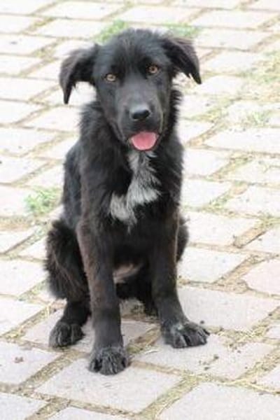Negra - liebenswertes Hundemädchen