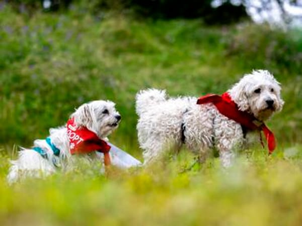 Drolliges Pärchen sucht neues Zuhause