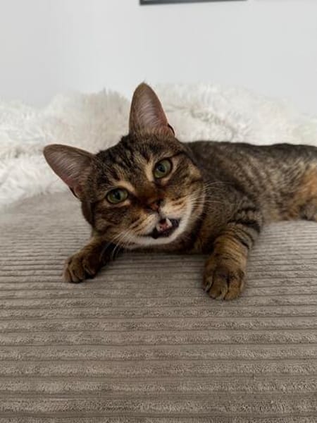 Sozialer Kater PEPPINO sucht Zuhause!