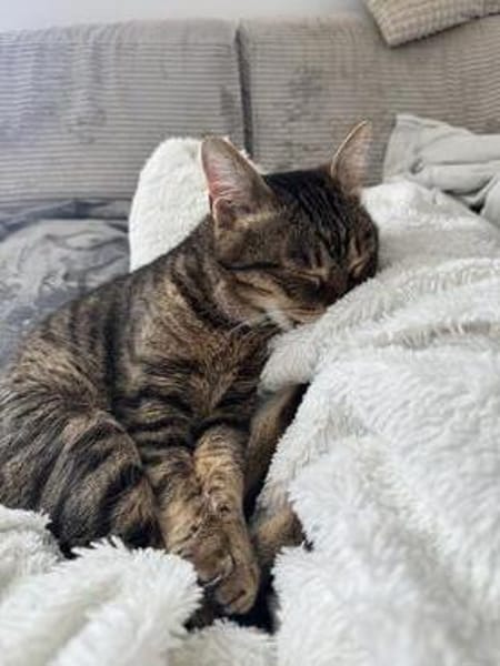 Sozialer Kater PEPPINO sucht Zuhause!