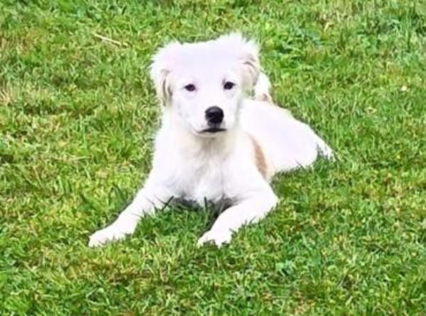 🐾 Herzensbrecher Pauli💙 sucht seine Familie