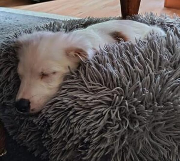 🐾 Herzensbrecher Pauli💙 sucht seine Familie