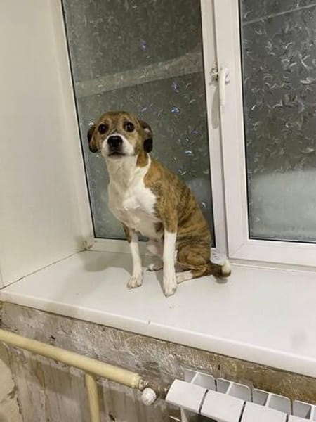 Freundlicher Tito sucht seine Familie!