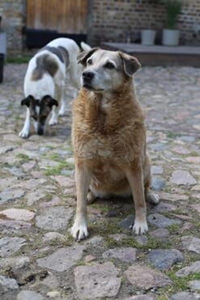 Dauerhafte Pflegestelle/Lebensplatz für BUNI gesucht!