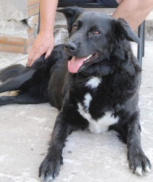Aluna, geb. ca. 03/2025, 67814 Dannenfel