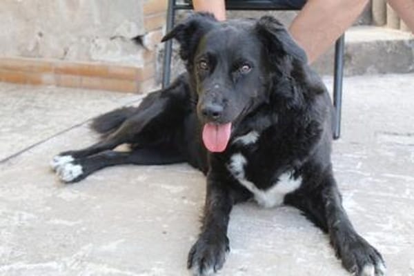 Aluna, geb. ca. 03/2025, 67814 Dannenfel