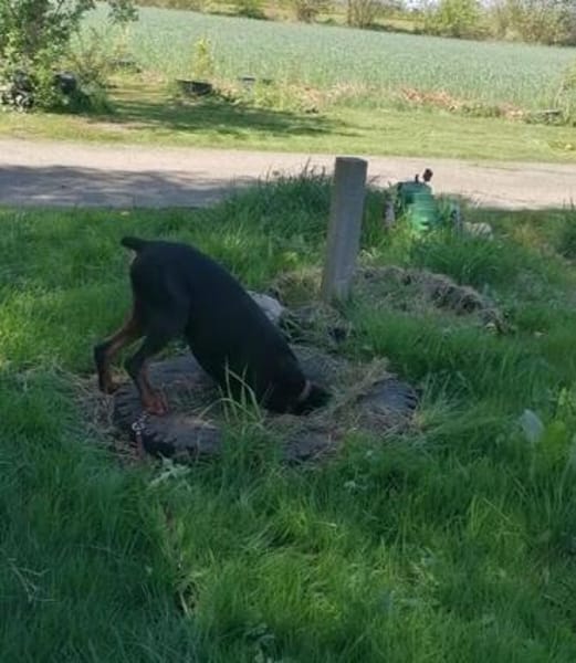 Enzo - kein einfacher Dobermann