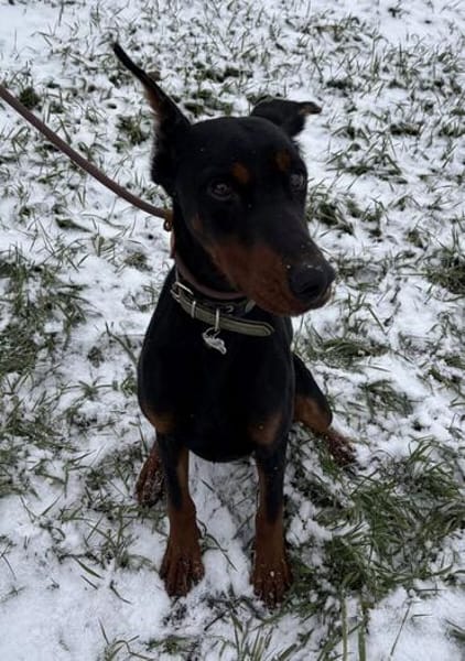 Enzo - kein einfacher Dobermann