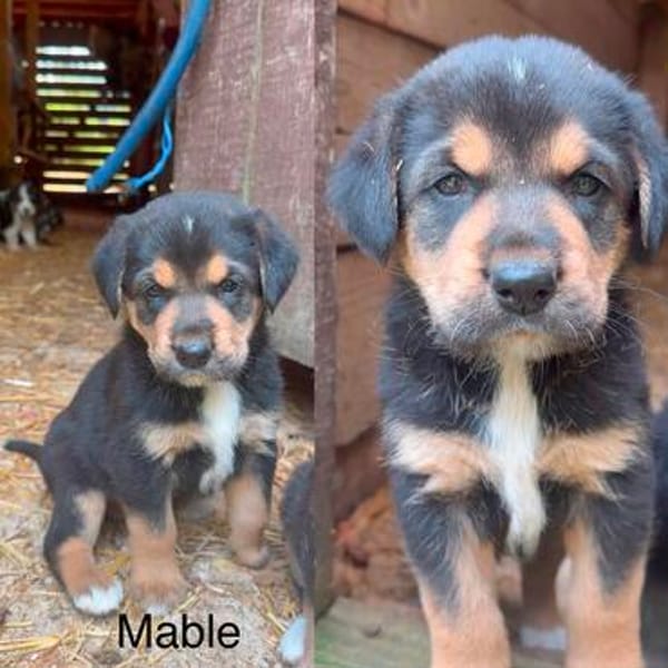 Mable auf Familiensuche