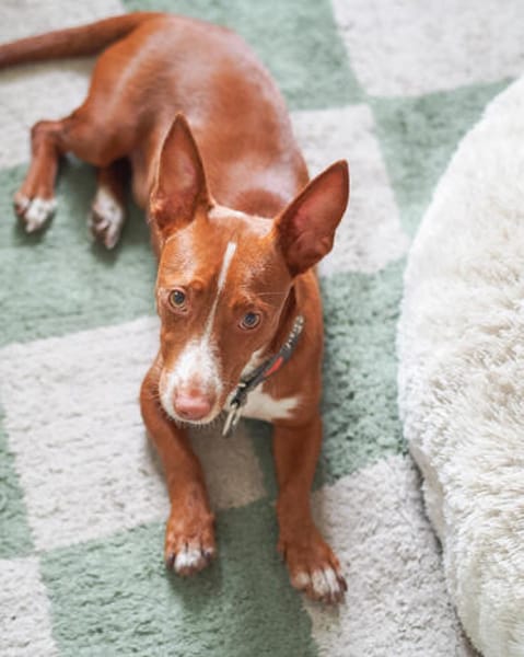 Rosendo - Podenco Maneto sucht seine Menschen