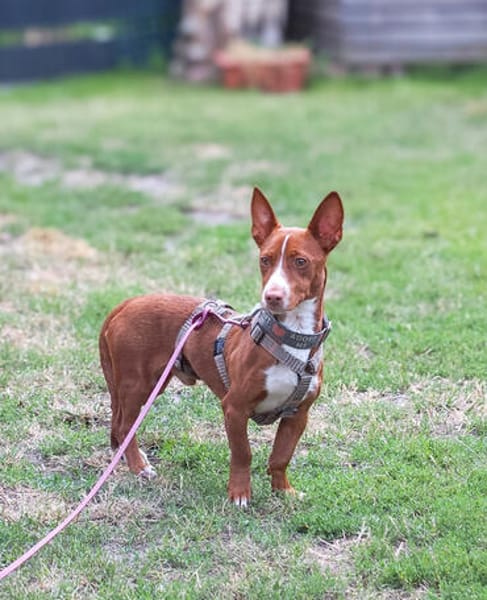 Rosendo - Podenco Maneto sucht seine Menschen