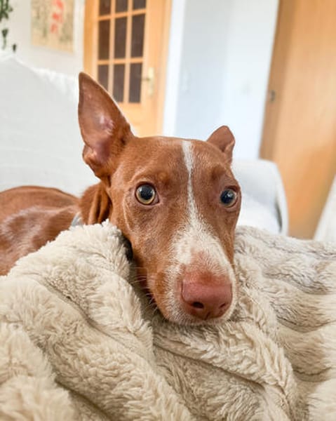 Rosendo - Podenco Maneto sucht seine Menschen