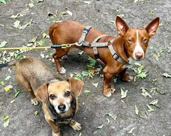 Rosendo - Podenco Maneto sucht seine Menschen