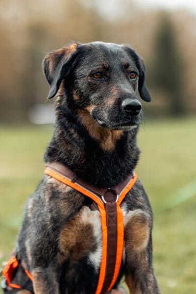 Scooby - Neustart gewünscht!