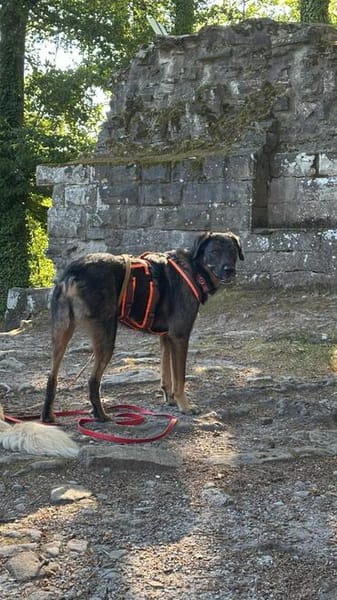 Scooby - Neustart gewünscht!