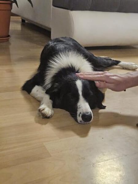 Hazel sucht ihre Familie für immer
