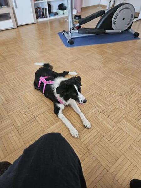 Hazel sucht ihre Familie für immer