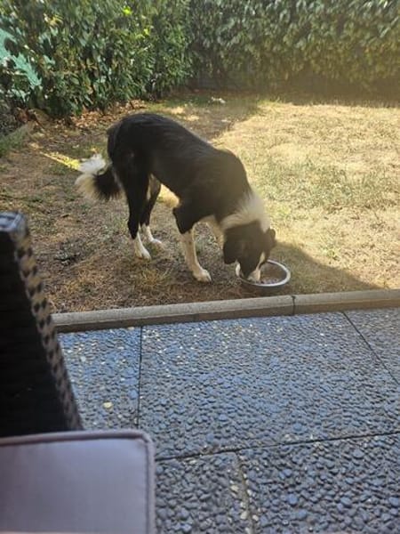 Hazel sucht ihre Familie für immer