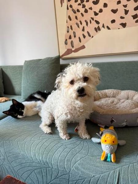 Bob, super freundlicher Bichon-Frisé Mischling