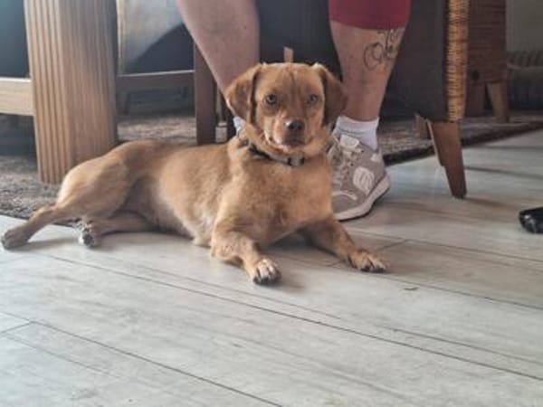 NALA sucht ihr Zuhause