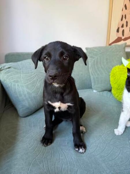 Velma, süßer Welpe sucht neues Zuhause