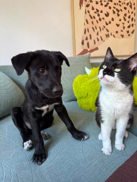 Velma, süßer Welpe sucht neues Zuhause