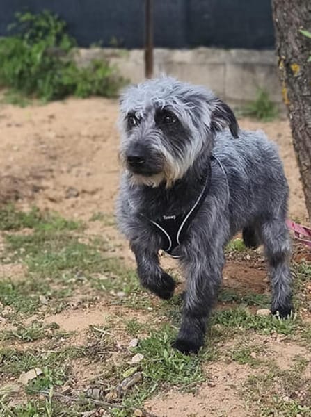 Anhängliche Lula11 sucht Zuhause für immer